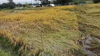 Crop damage Nivar Cyclone