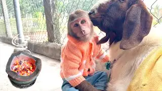 Such a Caring Friend! CUTIS Makes Sure the Goat Stays Warm