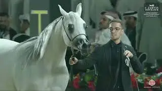 N 50 D JUDI   World Arabian Horse Championship Supreme 2025   Senior Mares Class 5