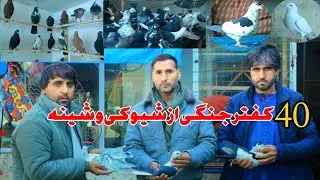 40کفتر بور زاغ جنگی برای فروش آدرس قلعه موسی شماره تماس 0787377600