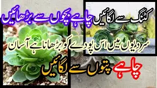 How to care Greenovia/Aeonium dodrantale/mountain rose buds plants.