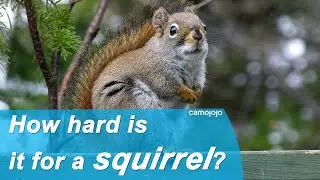 【Camojojo】How many predators do squirrels have? How do they survive?