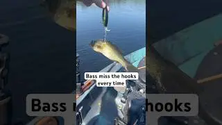 Bass miss the whopper plopper every time. #fishing #bassfishing #largemouthbass #whopperplopper