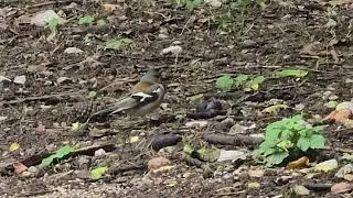 2025-05-23 LJUBLJANA Grajska planota PASSERIFORMES Fringillidae &Scaron;ČINKAVEC