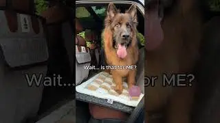My Dog's Reaction to His New Car Bed is Priceless!