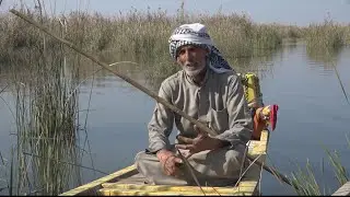 🇮🇶 الأهوار العراقية.. منطقة جذب سياحي ومصدر للثروة الحيوانية