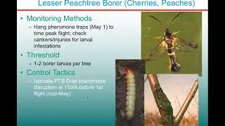 Stone Fruit IPM: Peachtree Borers