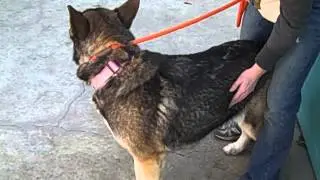 A1371561 Shira