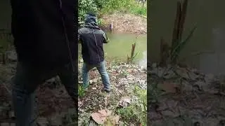 Maser ikan toman mantap ikannya super besar