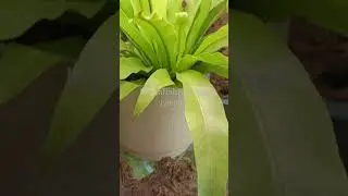 plants growing well in my ikea cabinet