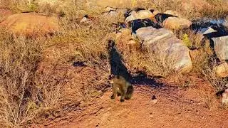 Watching a bear exploring the abandoned tailings piles outside of Schefferville, Quebec.