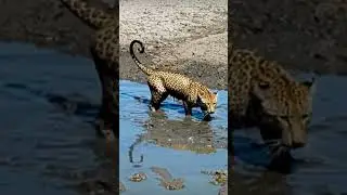 Leopard Dives into Muddy Water to Catch Fish! 😱 Wild Instincts Unleashed! #WildlifeShorts