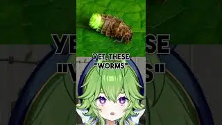 THE GLOW WORM IS A TERRIFYING INSECT?!
