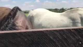 Mares at Valor Farm