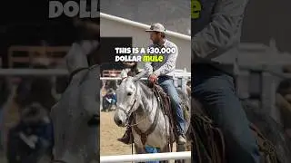 A MULE worth $30K!? 🤯 #horse #horses #mule #mules #donkey #donkeys