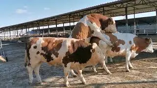 New Simmentals Arrived to Our Farm - Farming # 4 lAnimal Mating