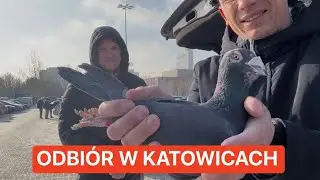 Łukasz odbiera gołębie TYGRYSY na OGÓLNOPOLSKIEJ wystawie w Katowicach🔥Nowy YouTuber❓😳 PREZENT 🎁😍