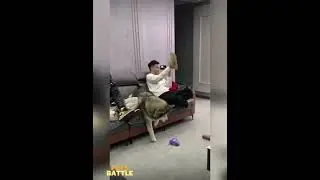 🐱🐶funny animal videos Funny Dog Cat  Reaction Compilation(2)