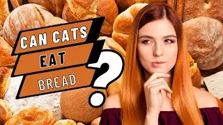 Bread for the Cat-tastrophe: Can Cats Eat Bread?
