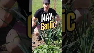 Garlic: Fall vs. Spring Planting&mdash;The Results Will Shock You! 🧄