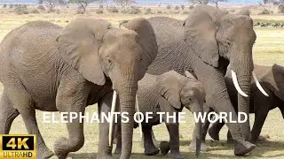 Elephant 4K Scenic Relaxation Ultra Hd Music Video | 4K Elephant Scenic Relaxation Nature Sounds
