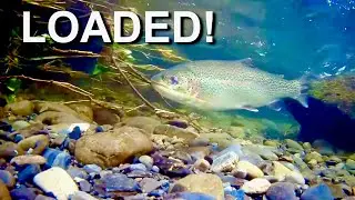 Alaska Trout Fishing at it's BEST!