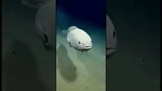 Giant cusk-eel &mdash; Spectrunculus grandis