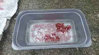 HOW TO KEEP BLOODWORM AND JOKER BETWEEN MATCHES