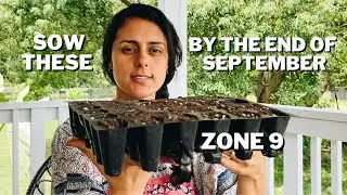 What to Plant in September Zone 9 | Florida Gardening