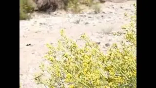 Tarantula Hawks (Pepsid Wasp) flying shots slow motion 300fps V06223