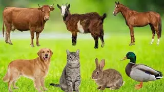 Everyday Moments of Animals: Sheep, Buffalo, Pig, Hen, Goose, Camel, Donkey, Mule - Animal Sound's