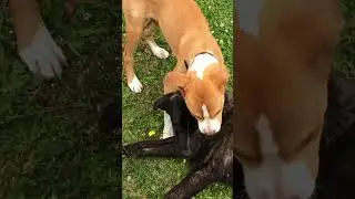 Epic dog fight
