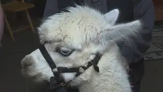 Clark County farm makes art with alpaca fleece