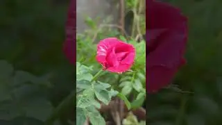 Beautiful rose 🌹#ro#flowers #shortsfeed #shorts #youtubeshorts