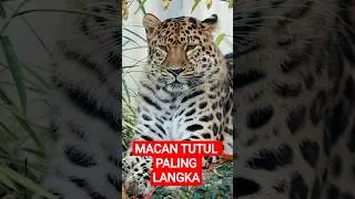 Predator Paling Langka di Bumi! #eksoklik #short #macantutul