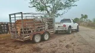 NOS FUIMOS A ACARREAR VACAS FLACAS EN EL REMOLQUE @nonoranchadventure8397