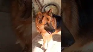 dog barking video angry dog barking sound #viral #shorts #shortvideo #trending #dogvideos