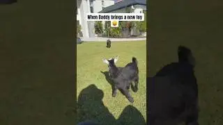 Funny Pet Video 😉 #trendingshorts #trendingsong #petshorts #petlover #pets #goat #goats