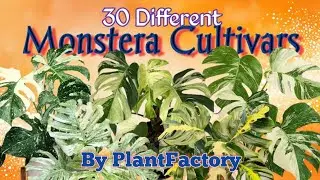 30 Different Monstera Cultivars #plantfactory #monstera #monsteracultivars #monsteravarieties