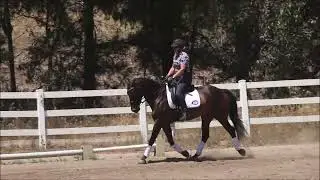 Elliot (Friesian x Quarter Horse cross)