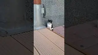 бездомный котик 12.07.2024 Минск