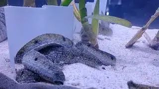 Sea cucumber, Holothuria scabra