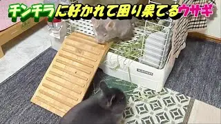 チンチラに好かれて困り果てるウサギ