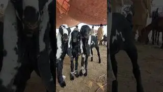 Beetal Goat Cute Baby Kids #goatkids #shorts #youtubeshorts