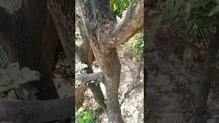 #nature #ytshorts #mangovarieties #shortvideo #naturelovers#bards #garden