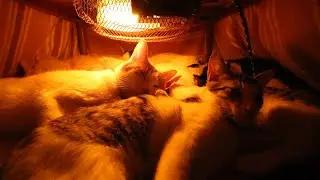 こたつの中の10匹のねこ　230124