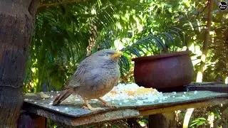 🐦 Wild Bird Eating Rice in Garden | Beautiful Nature Wildlife Video