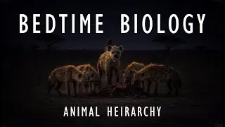 The Biology of Animal Social Hierarchies | Science To Sleep To