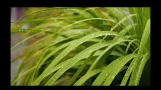 Tropical Storm Hilary - Rhythms of Rain: Nature's Melody in Backyard - Cinematic Video - Pana GH6