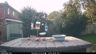 Squirrel investigating eggs Starlings Sparrow